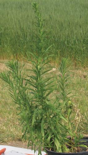 Marestail