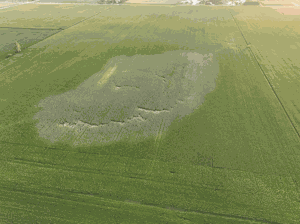 hillebo-flood-field-4.gif