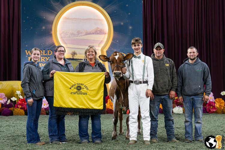 Reserve Supreme Champion Cow of Junior Show