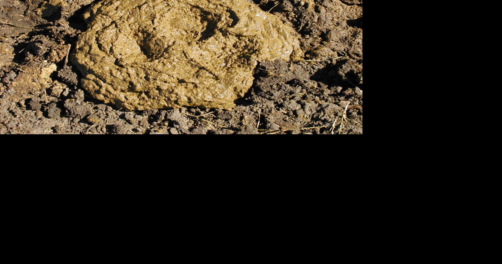 Manure looks the way it does for a reason