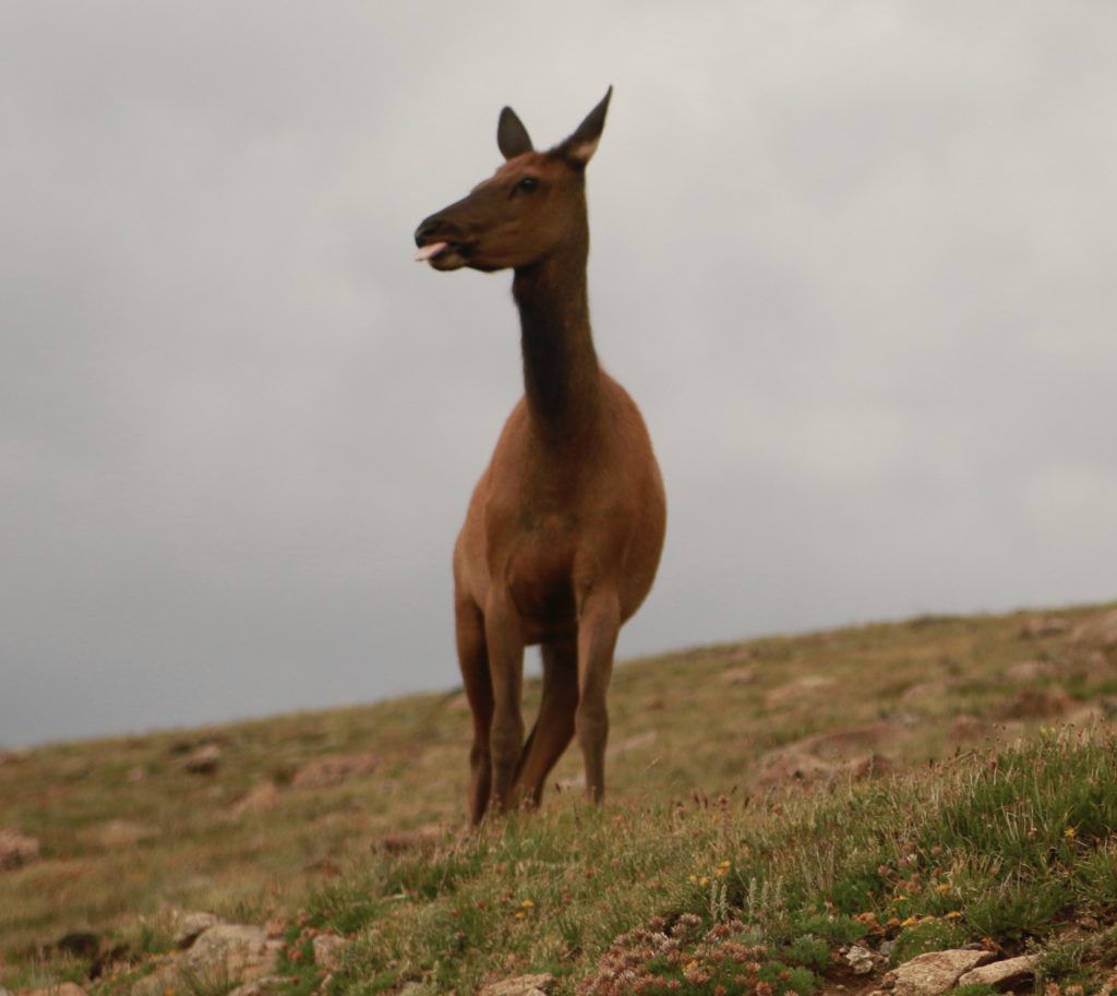 Elk