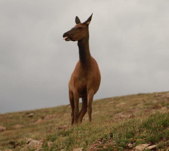 Elk