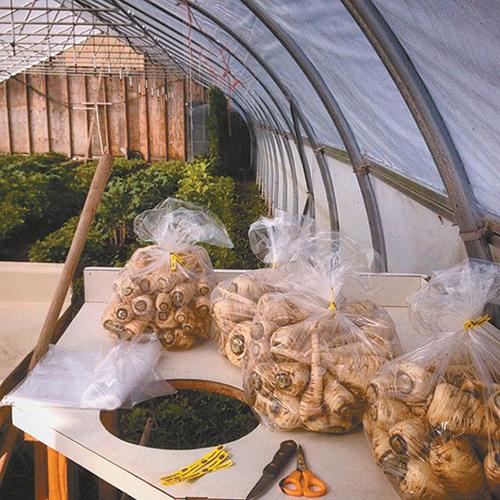 Parsnips from Deluge Farm