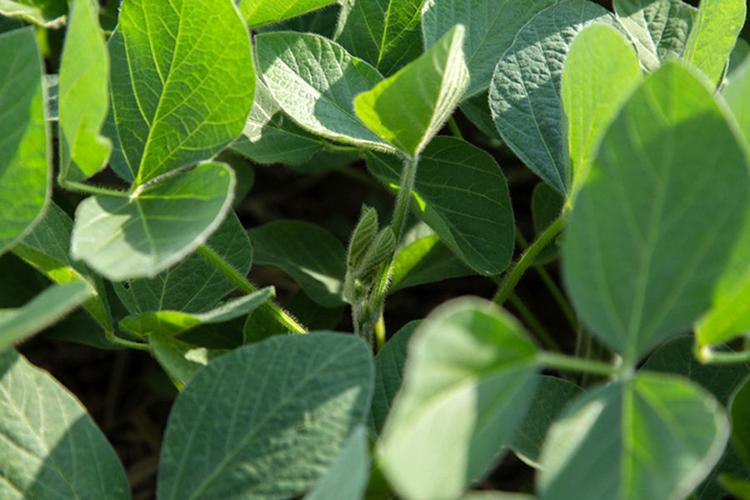High oleic soybeans