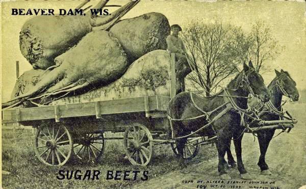 Tall tale postcard shows giant beets