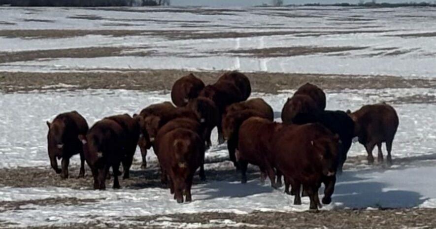 Kalberer bulls for April sale