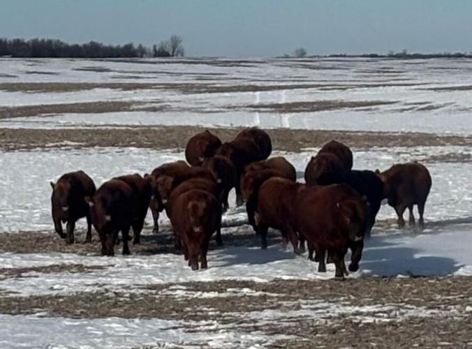 Kalberer plans April bull sale