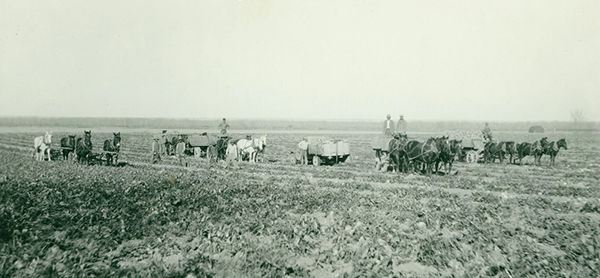 The sugar beet palace