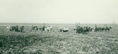 The sugar beet palace