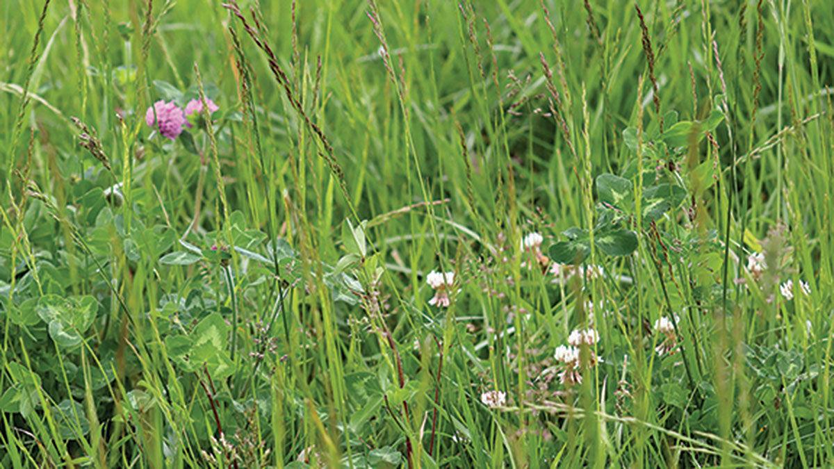 Frost seeding pasture