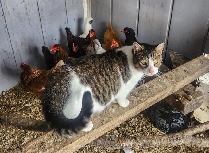 Farm Cat Corner