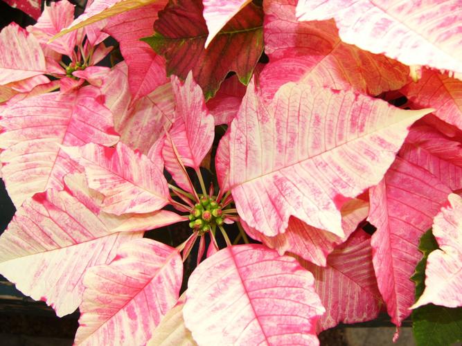 Pink and white poinsettia
