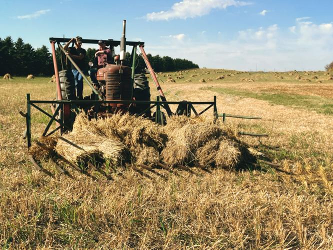 Picking up bundles of oats