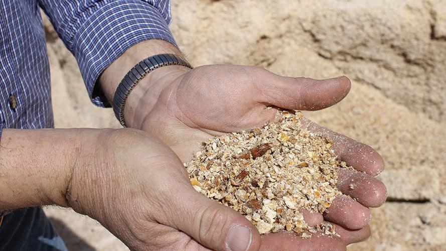 High moisture corn feed mix