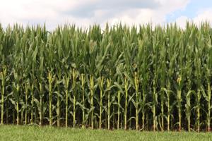 Study: Iowa corn and ethanol industry will ‘continue downward trend’ without new market access