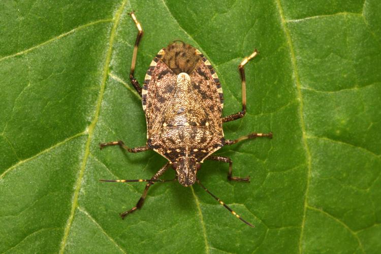 Brown marmorated stink bug emerging pest