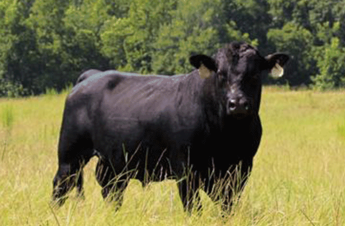 bull progeny choice