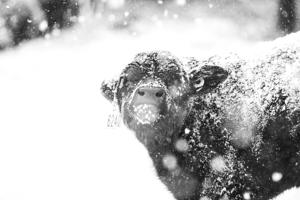 Sandhills Sunrise (4).jpeg