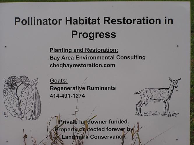 Pollinator Habitat Restoration in Progress