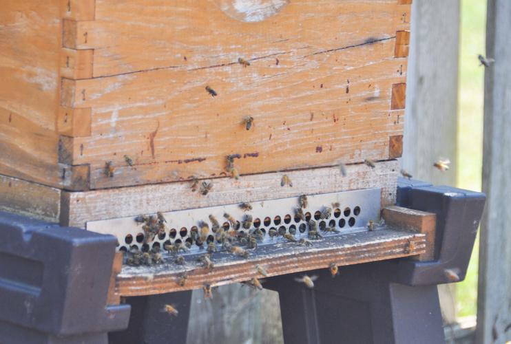 Bee hive