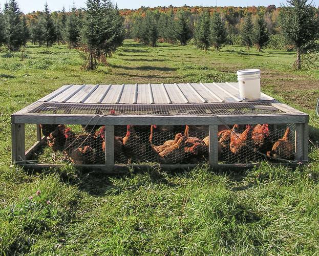 Chickens