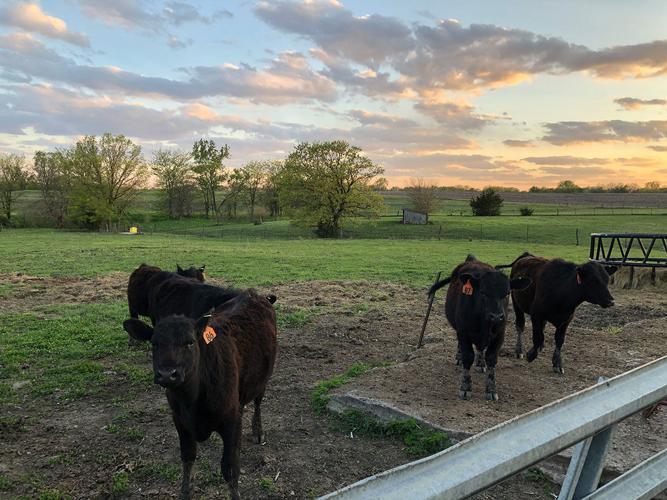 cattle feedlot
