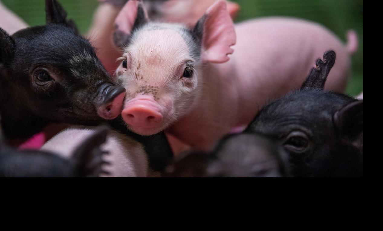 Piglets