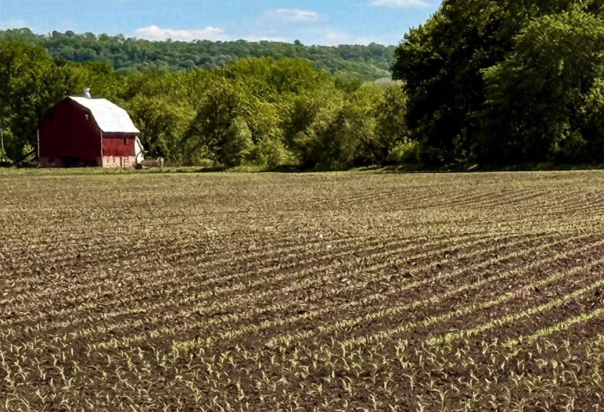 Cornfield