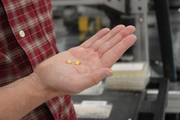 Identity preserved corn seed