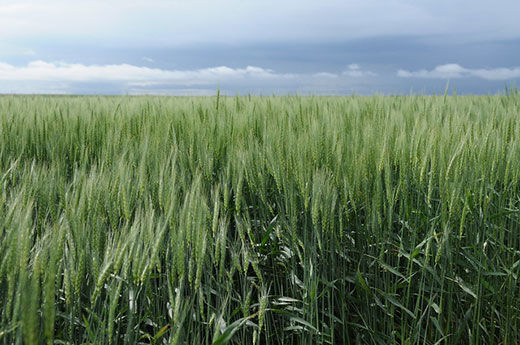 Spring wheat