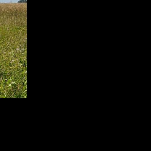 Sand Ranch where cattle manage resources