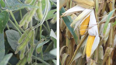 Soybeans Corn split screen mid summer