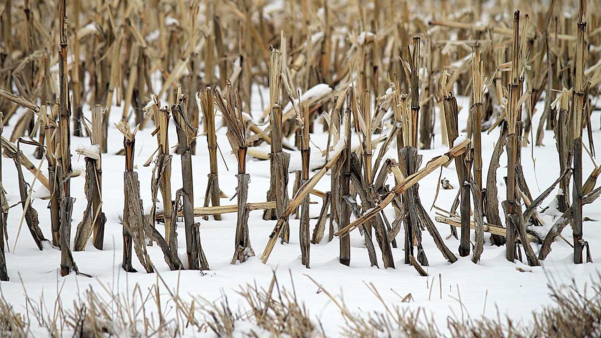 corn field residue