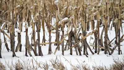 Corn-stover-in-snow
