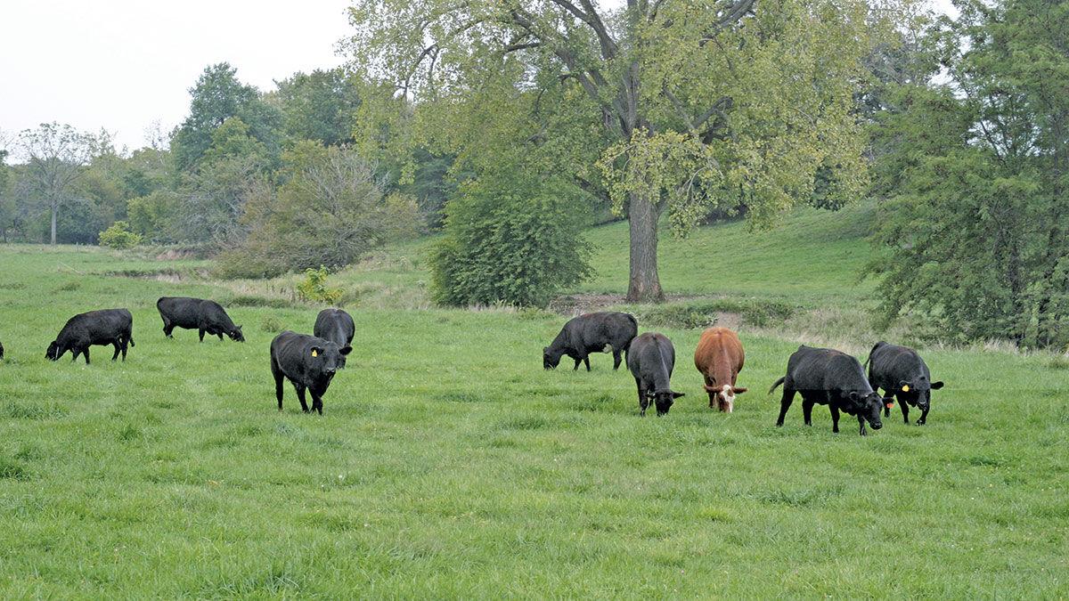 Curt Rincker and his family raise Simmental and Angus cattle