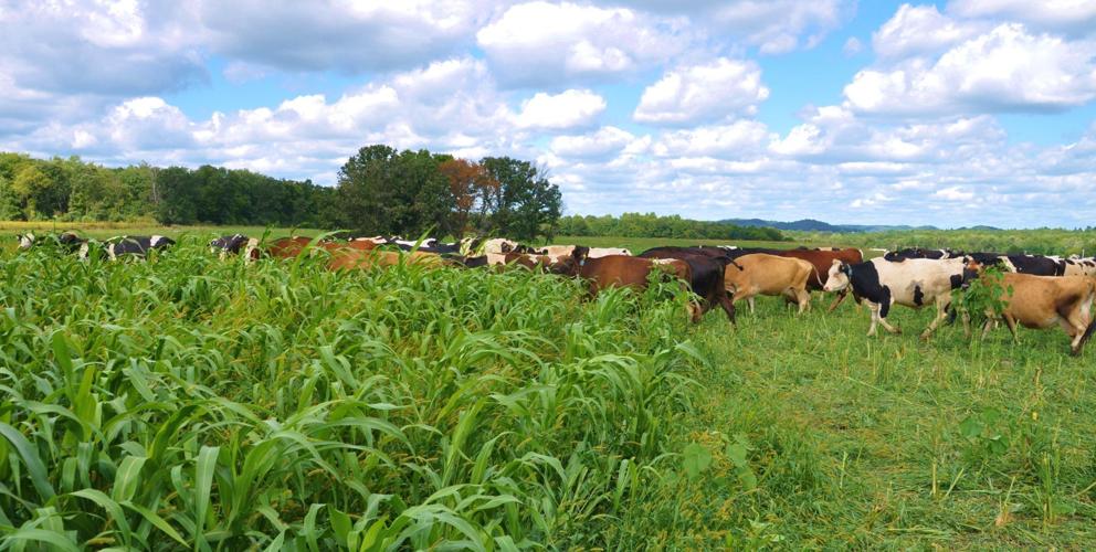 Pasture with dairy cows