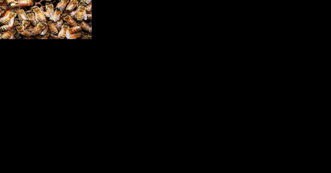 Genomic options could help honeybees - Vimarsana News