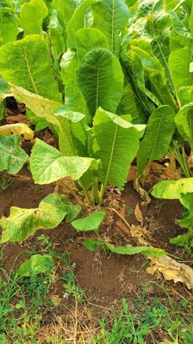 Horseradish plant