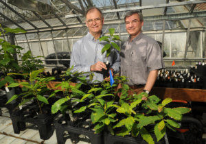 Charles Maynard and William Powell with genetically engineered chestnut