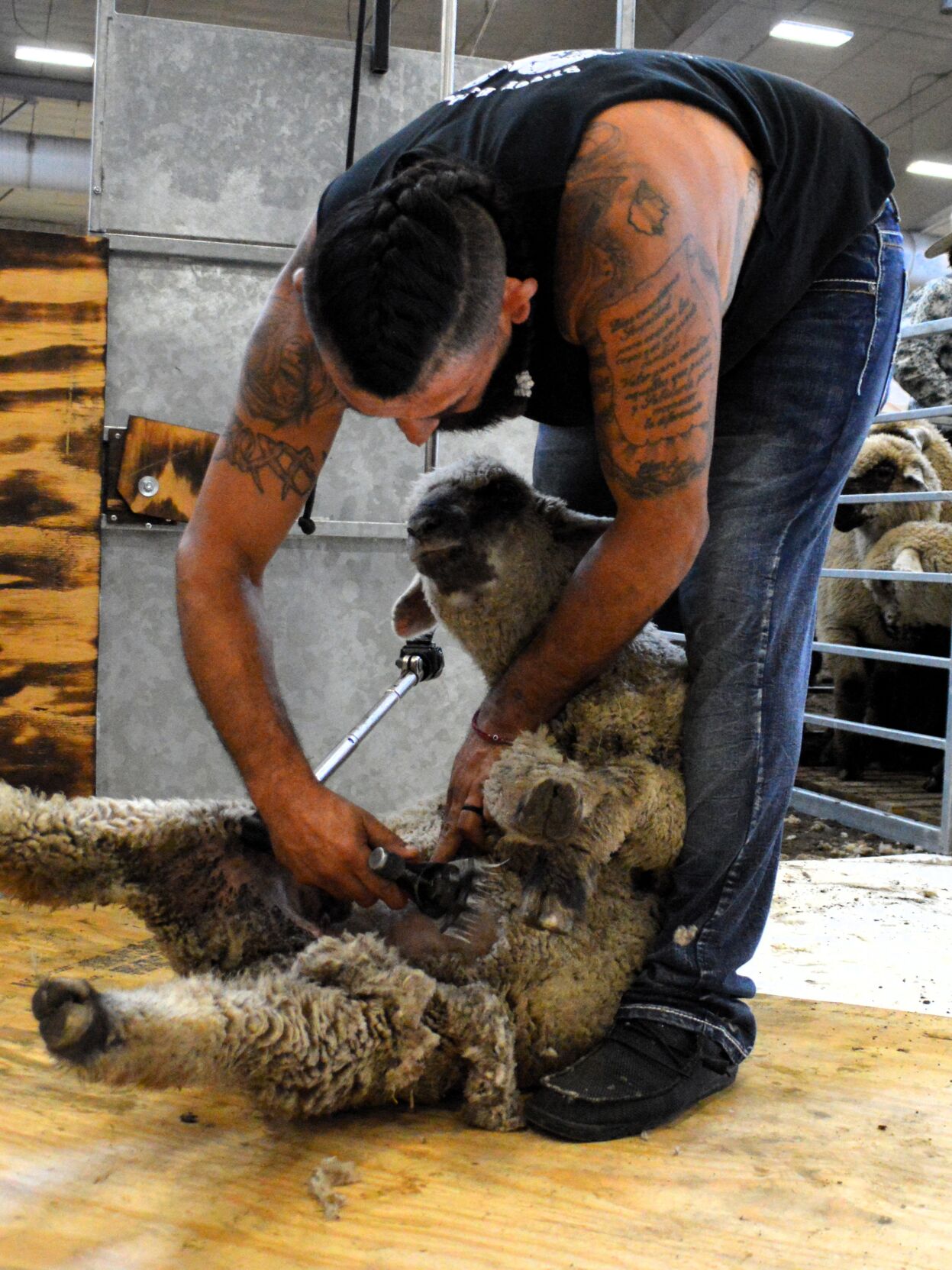 Sheep shearing industry 7.JPG