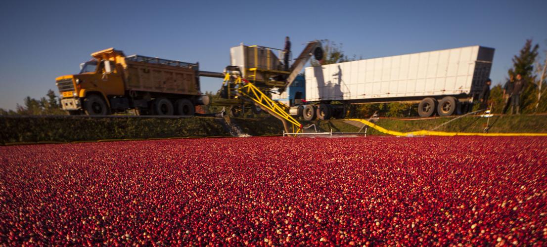20140926_Cranberry_038.JPG