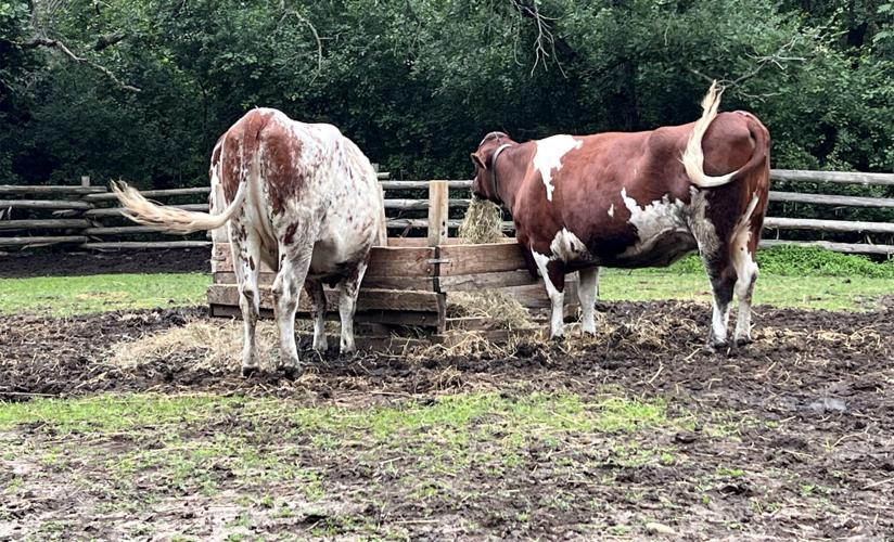 Cows
