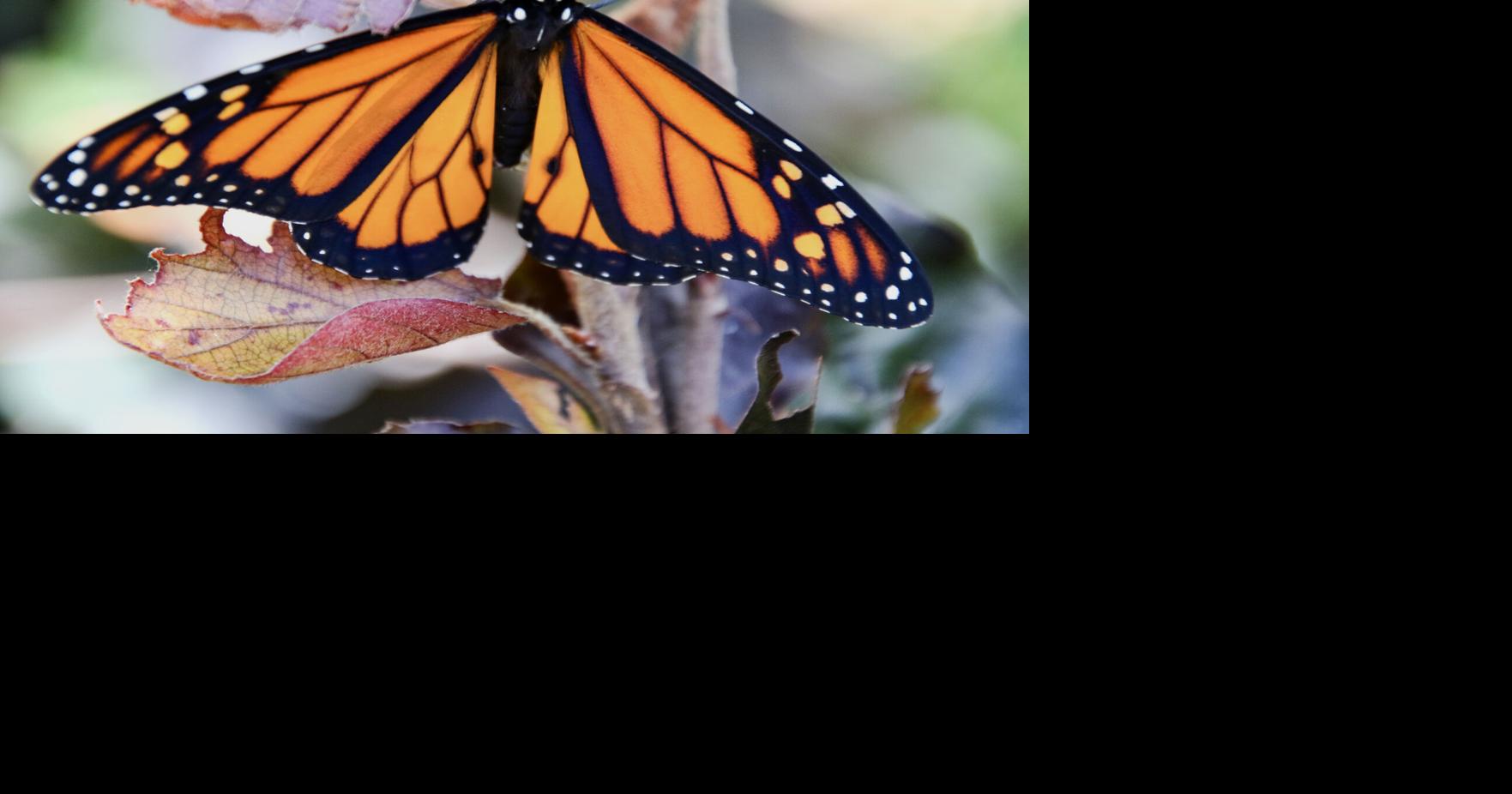 Monarch butterfly