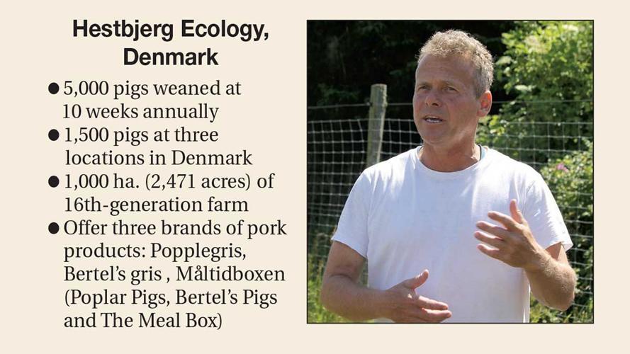 Pasture-pig-Denmark-stats