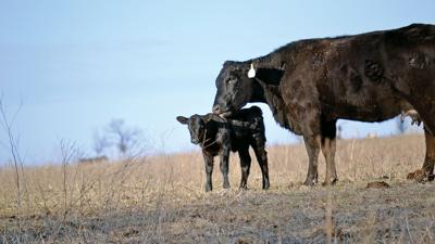 body condition before spring calving