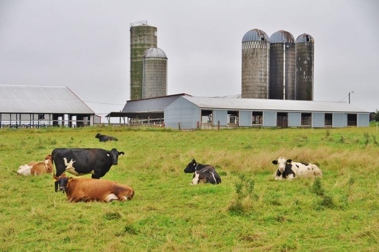 Dairy herd on pasture on farm