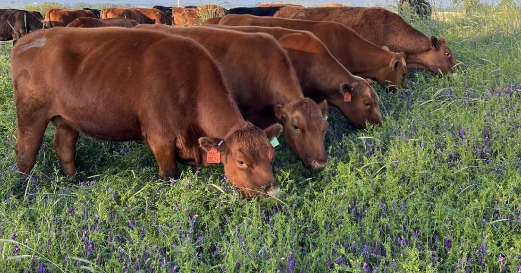 Healthier soils translate to better beef, human health May 20, 2026 2 mins ago