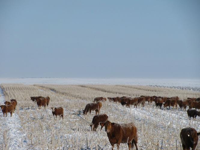 Winter grazing strategies 3.JPG