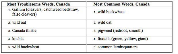 Canada troublesome weeds