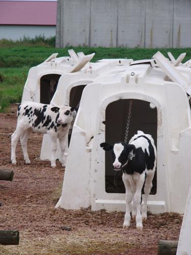 Calves in hutches